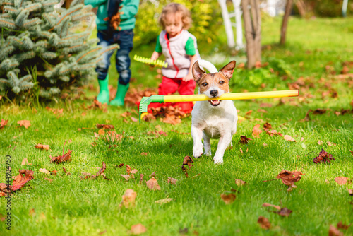 Family and pet dog doing Fall cleaning in garden and gathering old leaves at lawn