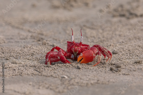 Red Ghost Crab (Ocypode macrocera) at Bakkhali, West Bengal, India