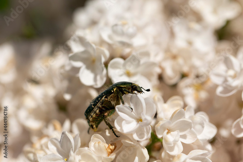 Syringa vulgaris, flowering lilac in a garden with bee or flower beetle © denis