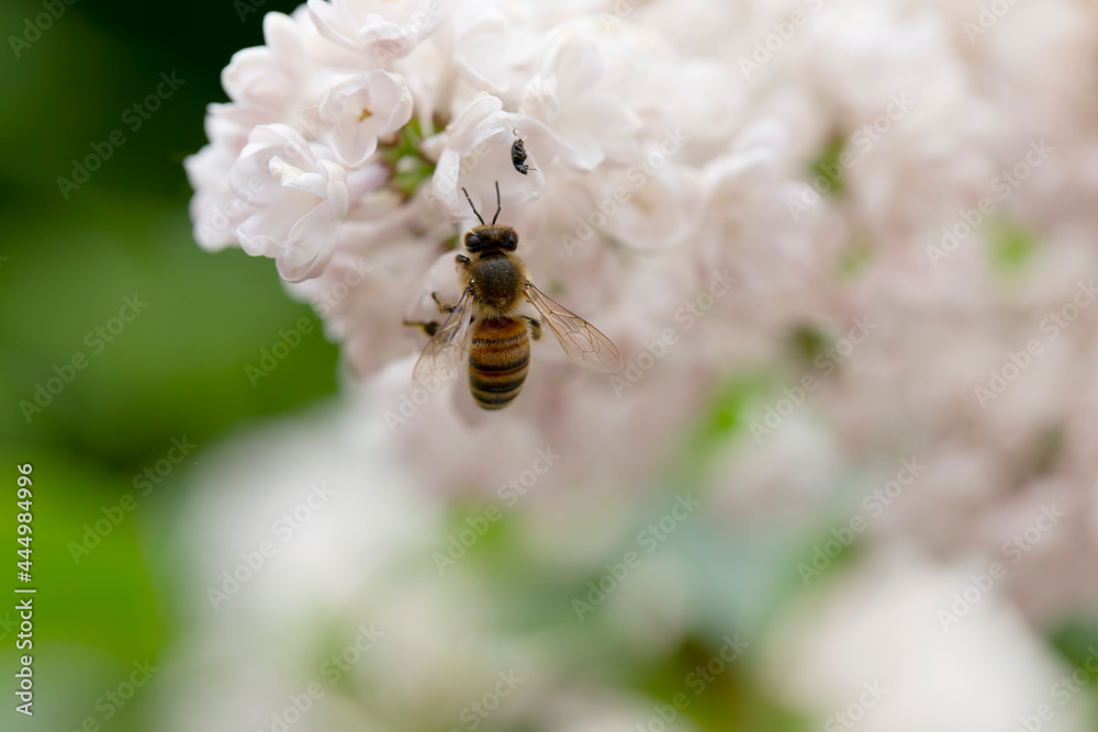 Syringa vulgaris, flowering lilac in a garden with bee or flower beetle Syringa vulgaris, flowering lilac in a garden with bee or flower beetle
