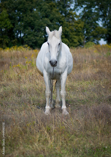 beautiful white horse on dry grass in the field. Arabian horse, front view, white horse stands in an agriculture field with dry grass in sunny weather. strong, hardy and fast animal.