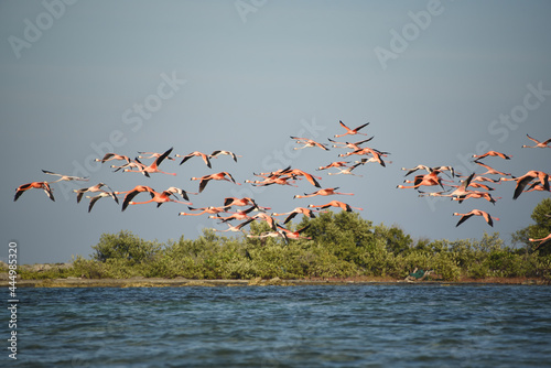 BIRDS- Bahamas- A Large Flock of Beautiful Flamingos Flying Over an Island photo