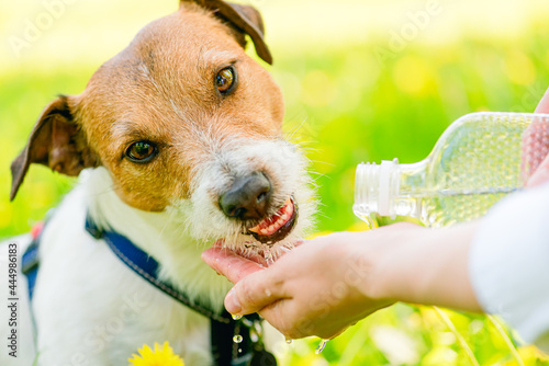 Concept of dog days of summer with thirsty and dehydrated dog drinking water from human hands photo