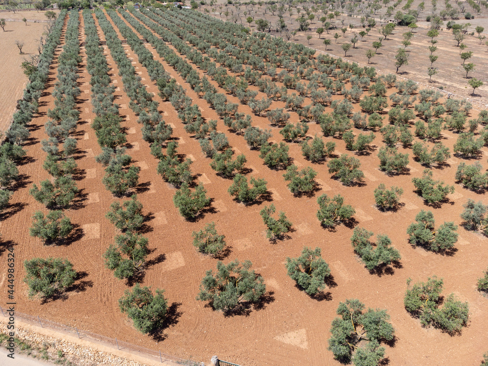 olive grove on the way to L'Àguila, Llucmajor, Mallorca, Spain