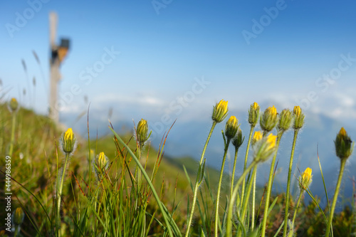 gelbe Bergblumen mit einem Gipfelkreuz als Hintergrundbild