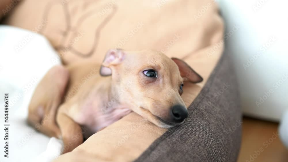 Close up on a lying down Italian greyhound. dog looking aside, resting his head on his paw, looking at the camera, closing his sleepy eyes and falling asleep Close up on a lying down Italian greyhound. dog looking aside, resting his head on his paw, looking at the camera, closing his sleepy eyes and falling asleep