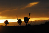 Africa- Close Up Silhouettes of Three Wild Ostriches in the Bright Sunrise