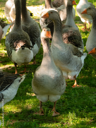 geese in the park
