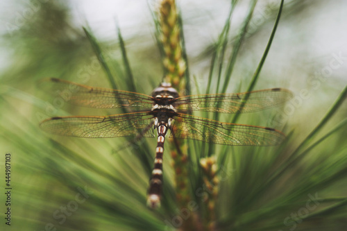dragonfly on a branch © Ben