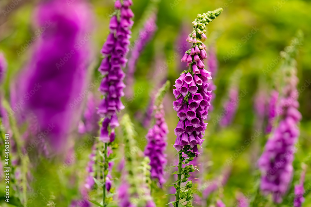 Roter Fingerhut Digitalis purpurea Blüten Gegenlicht Glocken magenta giftig Stängel Blütenstand pink seitlich Punkte Insekten Bienen Fingerkraut Fuchskraut Schwulstkraut Waldglöckchen Waldschelle