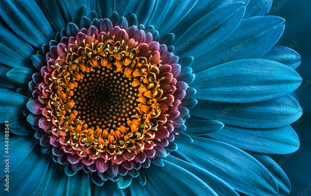 Gerbera flower close up on turquoise background. Macro photography. Card  Gerbera Flower. Natural romantic conceptual blue floral Macro background.  foto de Stock | Adobe Stock
