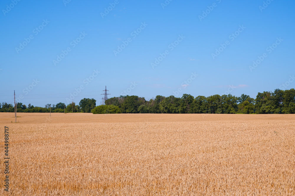 Beautiful landscape with field of ripe rye and blue summer sky. Meadow of wheat. Landscape and nature background. Agriculture. Harvest.