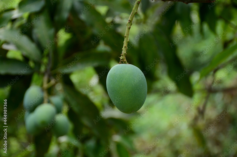 closeup the ripe green mango fruit with branch with leaves over out of focus green brown background. closeup the ripe green mango fruit with branch with leaves over out of focus green brown background.