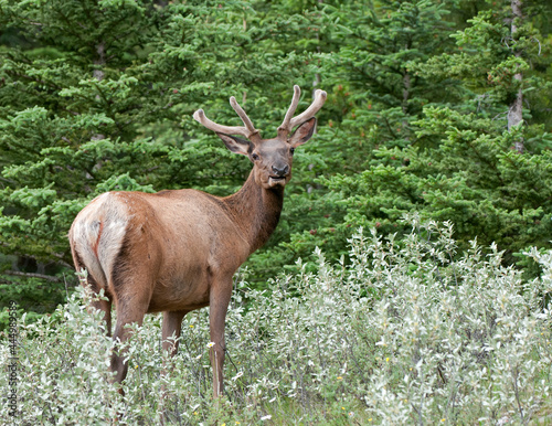 Rocky Mountain Deer In Brush © Richard