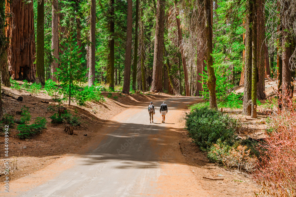 Fototapeta premium A picturesque forest with huge redwoods in the USA. Scenic landscape in Sequoia National Park
