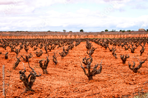 Landscape of vineyards under gray sky in Castilla la Mancha