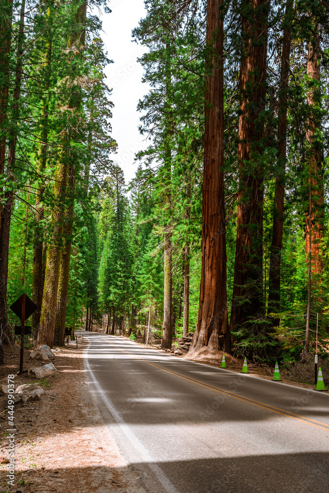 Obraz premium A picturesque forest with huge redwoods in the USA. Scenic landscape in Sequoia National Park