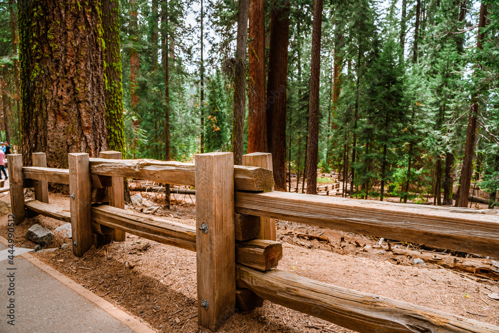 A picturesque forest with huge redwoods in the USA. Scenic landscape in Sequoia National Park A picturesque forest with huge redwoods in the USA. Scenic landscape in Sequoia National Park