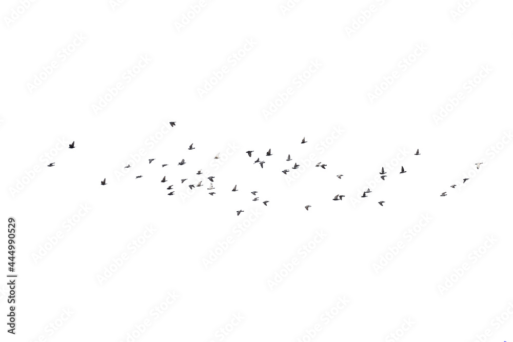 Flocks of flying pigeons isolated on white background.Save with clipping path. Flocks of flying pigeons isolated on white background.Save with clipping path.