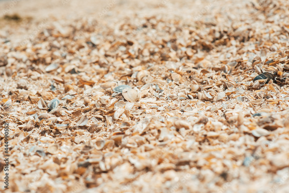 Shells on the beach of the river. River shells background. River shells texture Shells on the beach of the river. River shells background. River shells texture