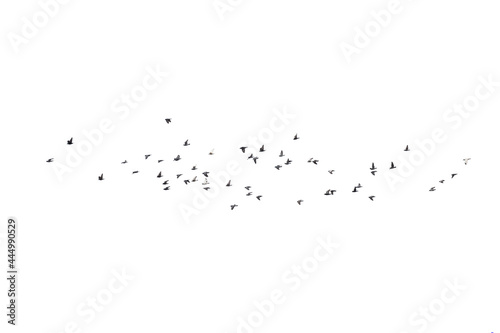 Flocks of flying pigeons isolated on white background.Save with clipping path. © krsprs