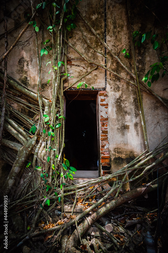 Old Buddha statue covered with trees roots in Wat Bang Kung Camp, Prok Bodhi Ubosot, in Samut Songkhram, Thailand photo