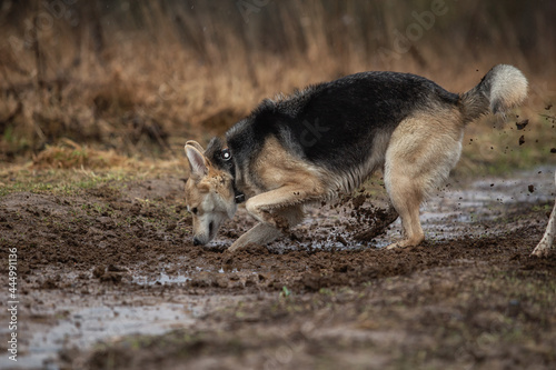 Dog digging a hole at dirty contryroad © Alexandr