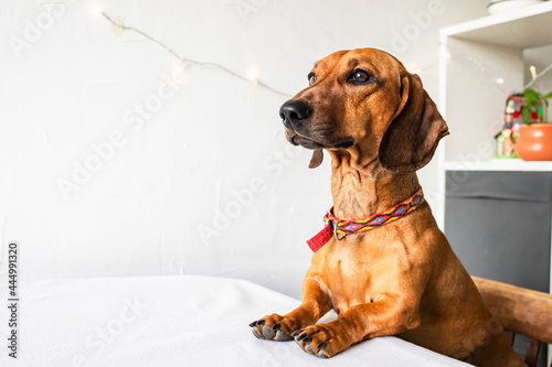 The dachshund dog stands with its paws on the dining table. © Алекс Ренко