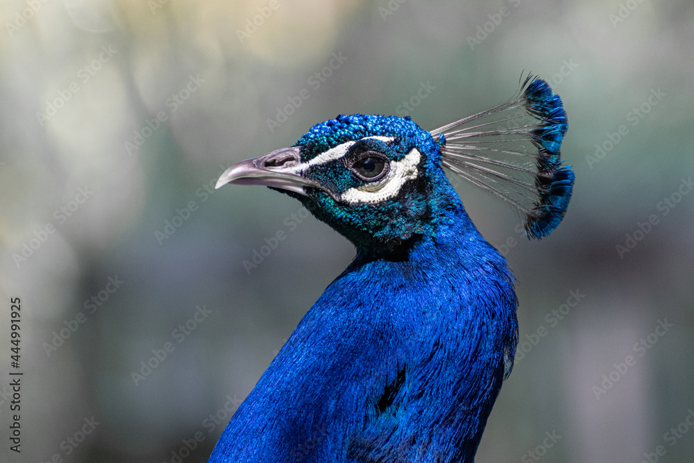 portrait of a peacock portrait of a peacock