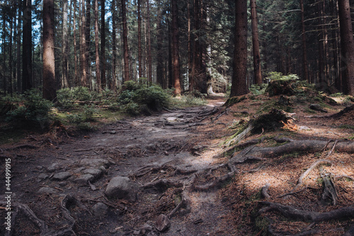 Wallpaper Mural forest, national park, nature, nature, expedition, trees, darkness, Torontodigital.ca