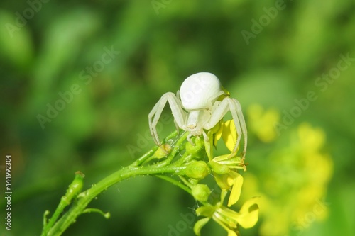 Beautiful white spider crab on yellow barbarea flowers in the garden, natural green background photo