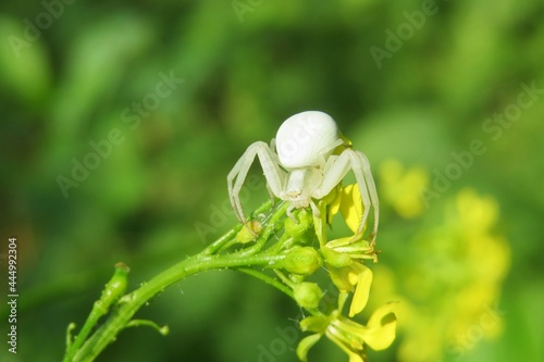 White spider crab on yellow barbarea flowers in the garden on natural green background