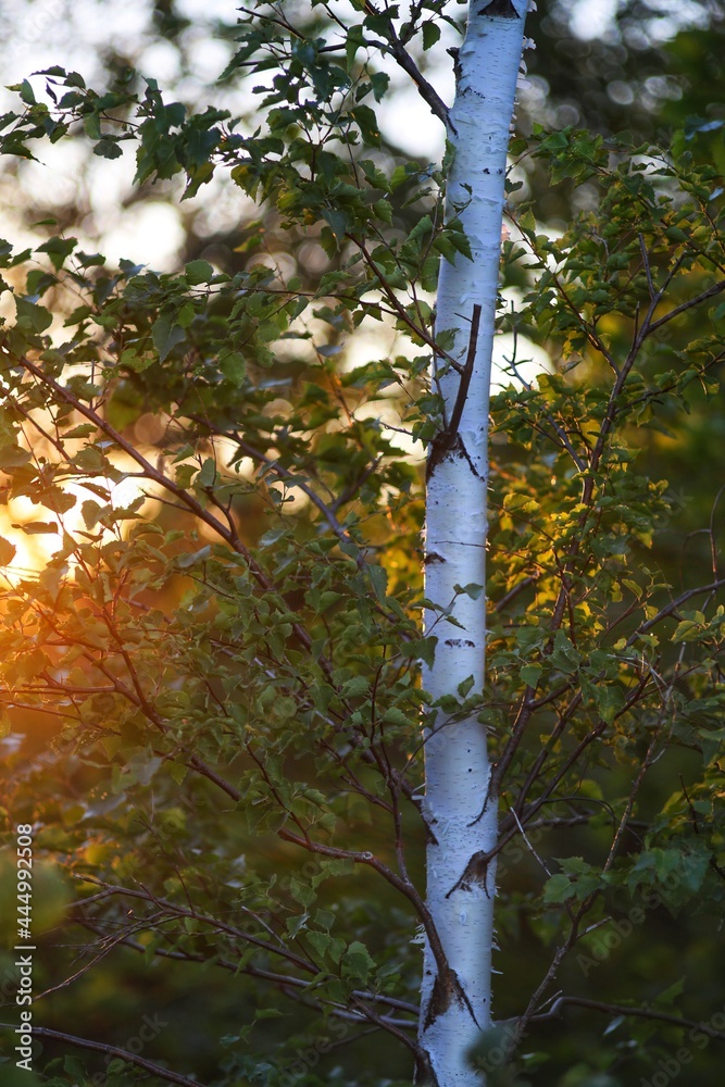 Fototapeta premium sun shining through trees