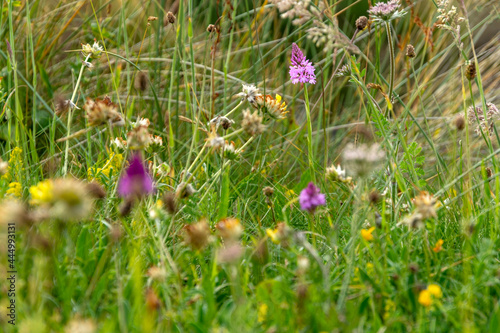 Fototapeta Naklejka Na Ścianę i Meble -  Orchid flower amongst grasses