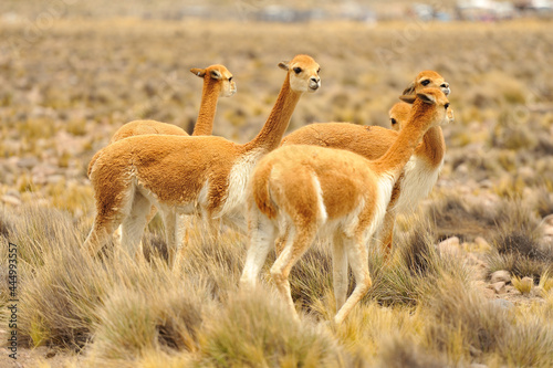 Curious group of Vicuñas in the Pampa Cañahuas in Peru photo