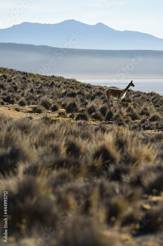 Wild vicuña near the salinas lagoon in the Andes of Arequipa photo