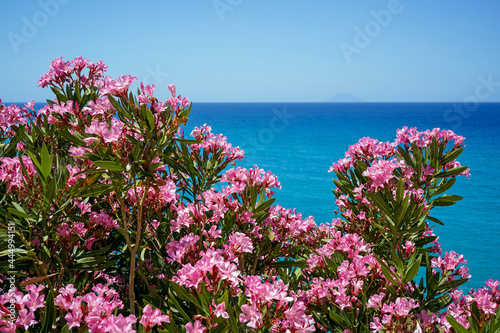 oleander flowers and turquise sea, Stromboli volcanic island in the background