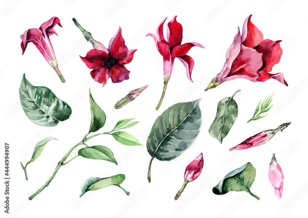 Set of isolated elements of tropical red flowers, buds, green leaves and stems. Flower collection. Hand drawn watercolor on white background for design of wedding invitations, cards, banner, print.
