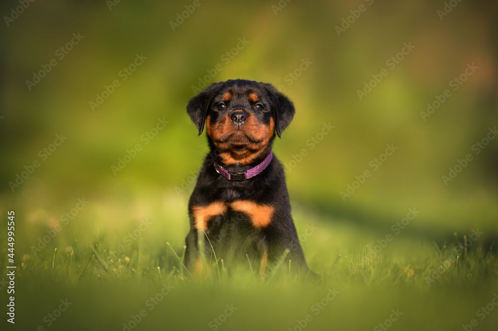 beautiful rottweiler puppy sitting outdoors in summer beautiful rottweiler puppy sitting outdoors in summer