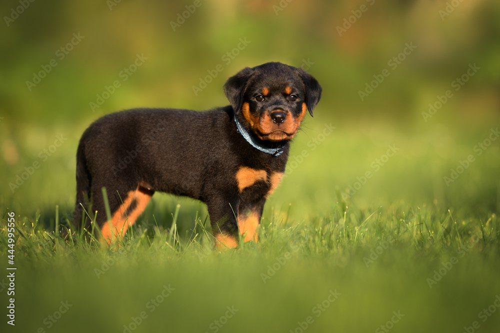 small rottweiler puppy walking on grass in summer