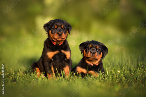 two adorable rottweiler puppies posing together on grass photo