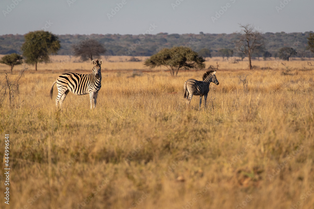 Mare and colt zebras on the plains. Mare and colt zebras on the plains.
