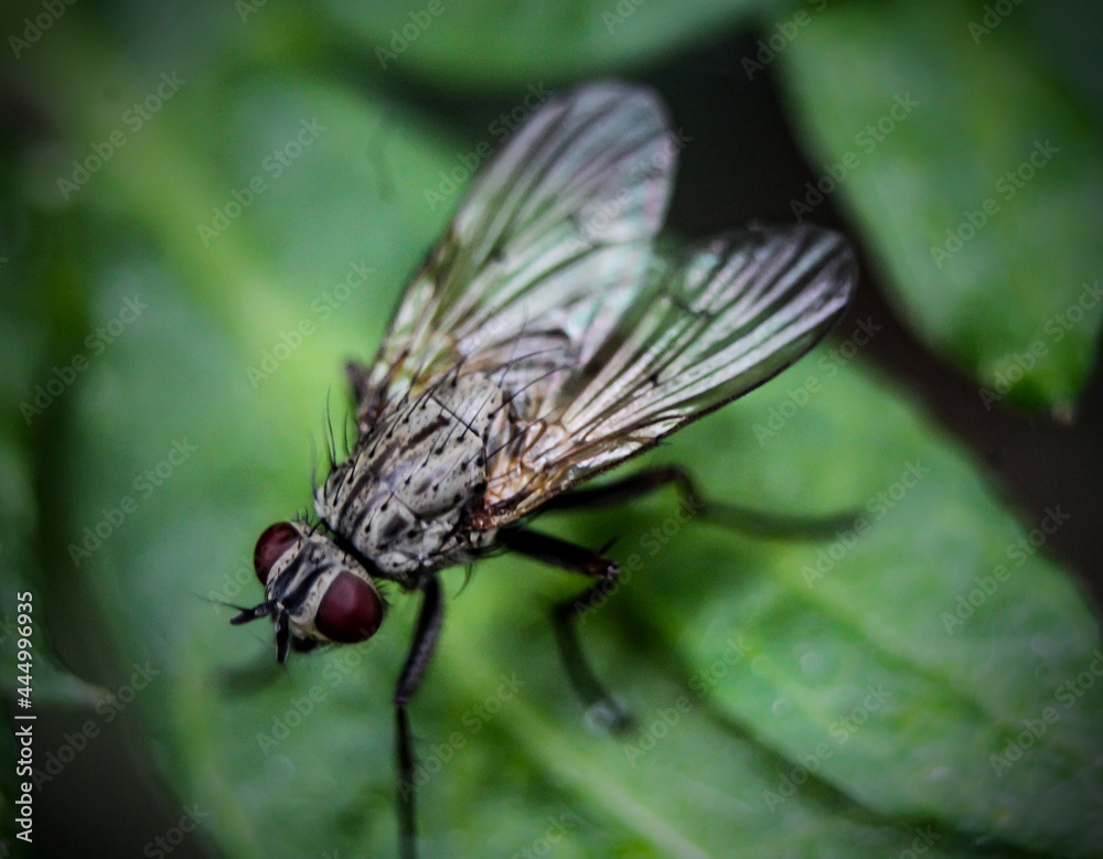 fly on leaf fly on leaf