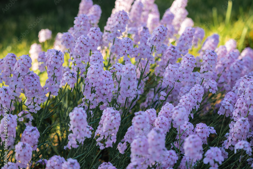 Obraz premium gently pink flowers in the garden
