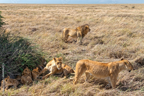 Tanzania  Serengeti park     Lion.