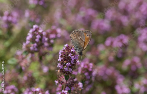 brown orange butterfly on pink blossom macro