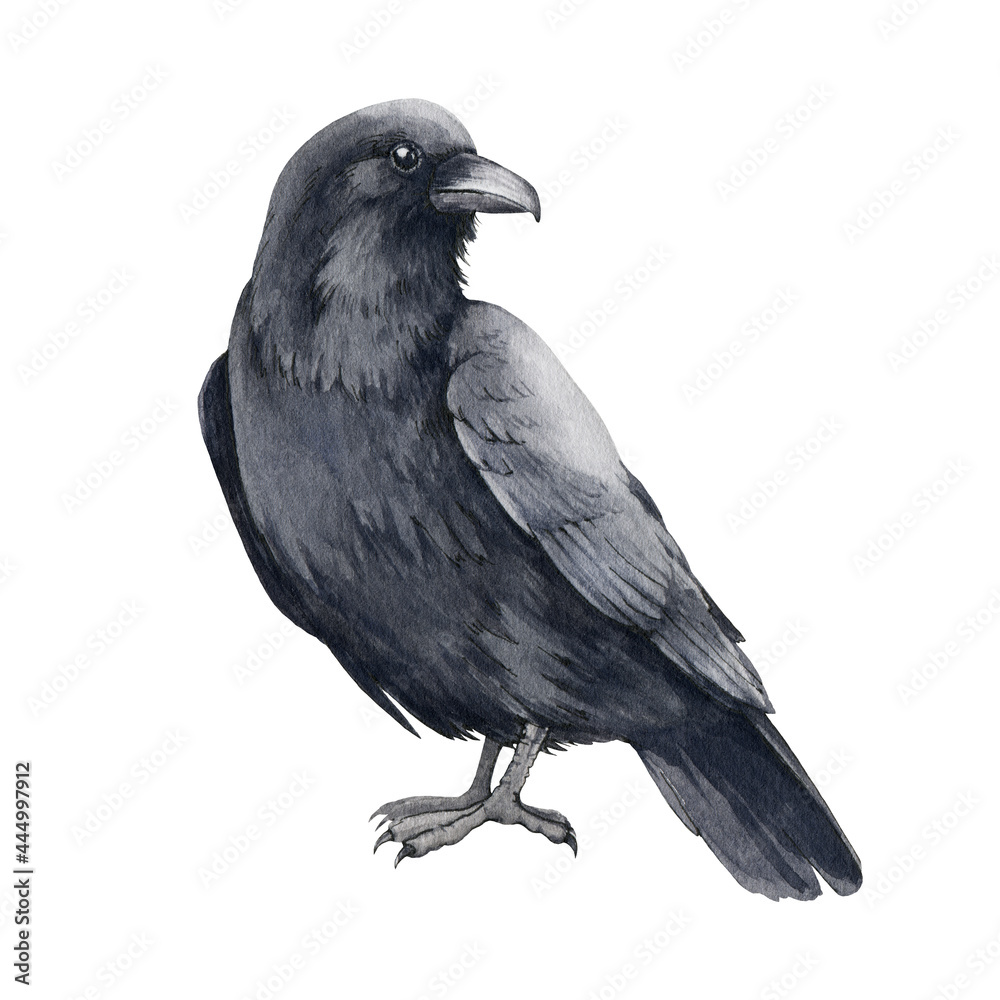 Black raven bird watercolor illustration. Hand drawn black crow. Halloween traditional element. Raven Corvus corax side view cartoon image. Avian isolated on white background Black raven bird watercolor illustration. Hand drawn black crow. Halloween traditional element. Raven Corvus corax side view cartoon image. Avian isolated on white background