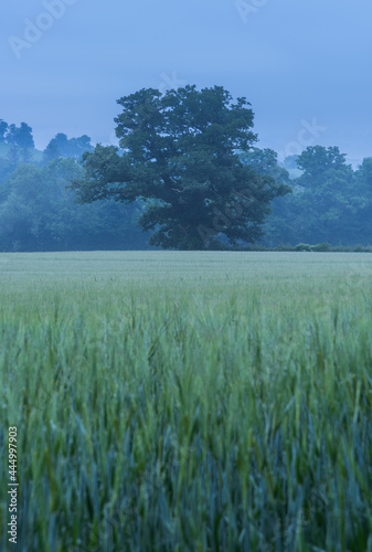 Lone tree in a field of wheat