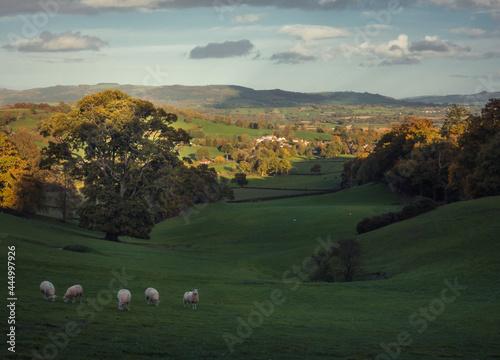 Sheep grazing in the countryside
