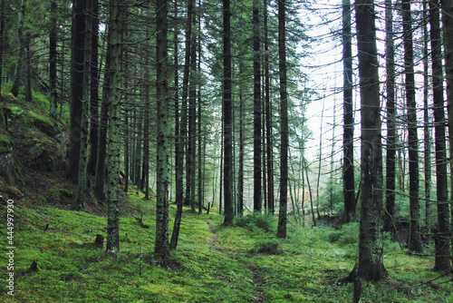 trees in the forest